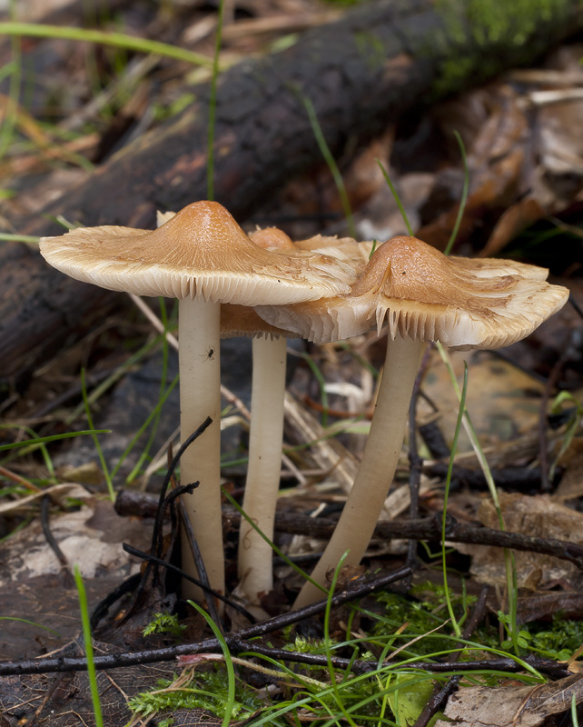 Inocybe mixtilis